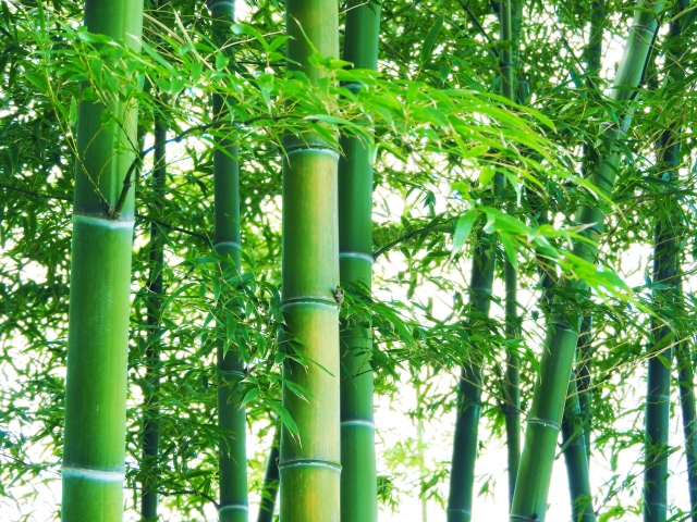 竹の種類を紹介 竹細工に用いられるものから花を咲かすものまで 粋 Iki