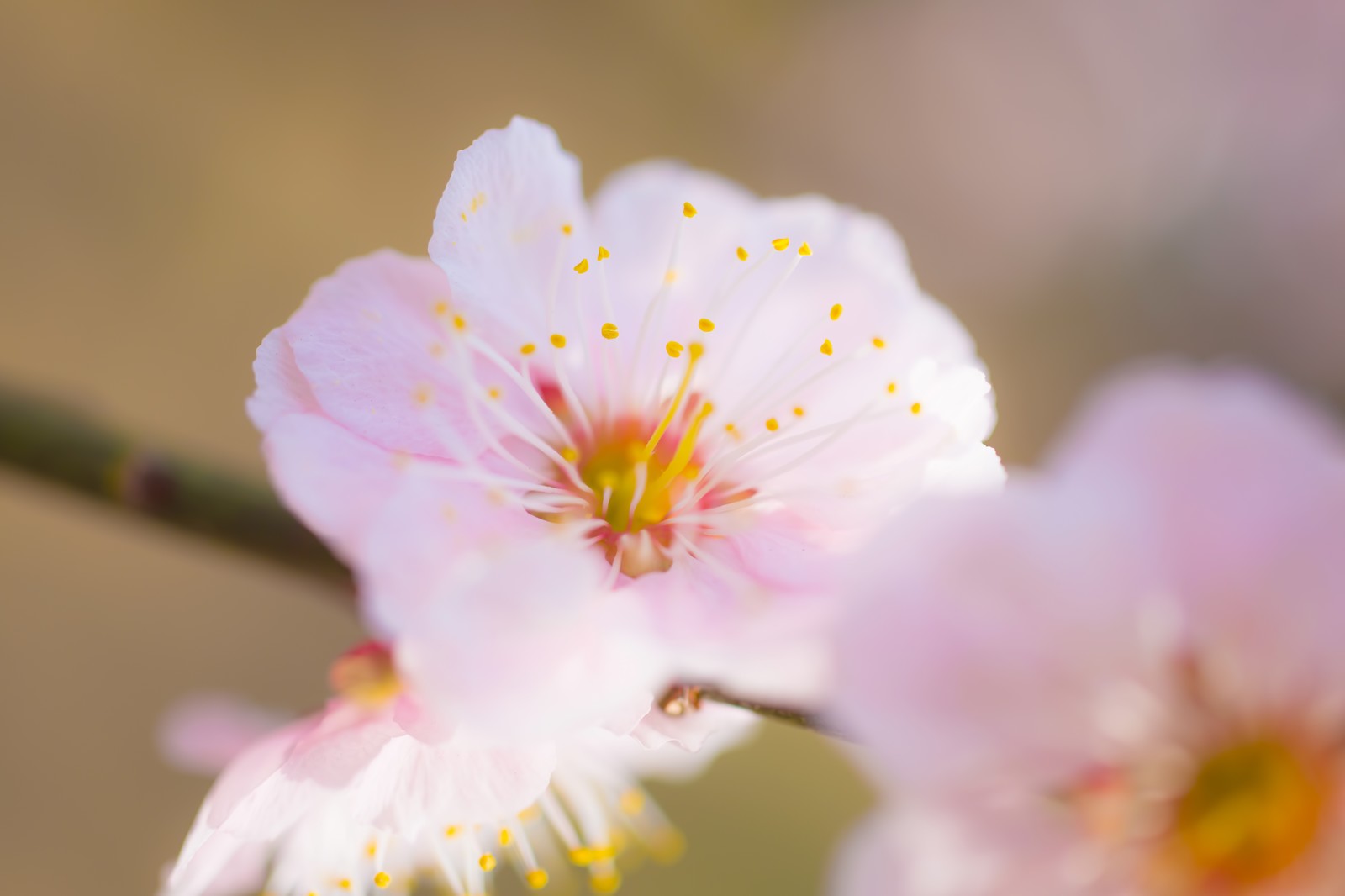 梅の花言葉 日本人美意識のルーツ 梅 その魅力や花言葉を紹介 粋 Iki