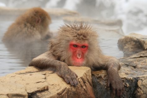 地獄谷温泉で猿が温泉に浸かる理由 アクセスや見れる季節 時間帯は 粋 Iki