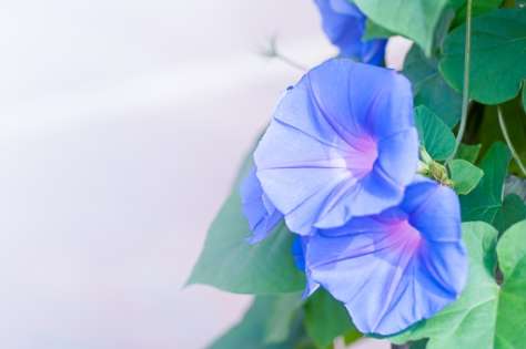 無料印刷可能青い 朝顔 花 言葉 美しい花の画像