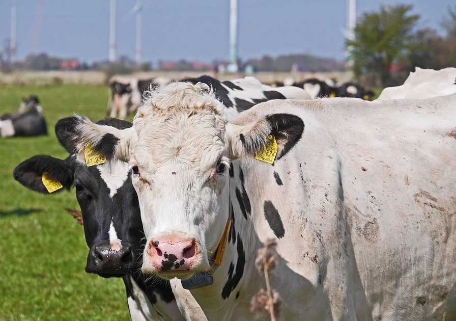 cows-2974803_960_720-896x630-5277448