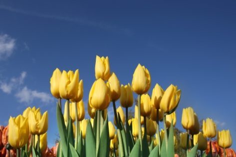 068815acd0c6e7f2a7774084173e9ef8_t-473x315-6754542
