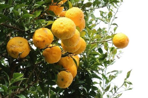 citron-1241690_640-473x315-9478503