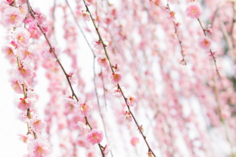 js745_pinknoume_tp_v-473x315-8362703