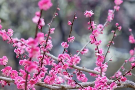 kij_suitekigashitatarupinknoumenohana_tp_v-473x315-5012778