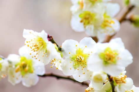 ojs_umeedaappu_tp_v-473x315-7142210