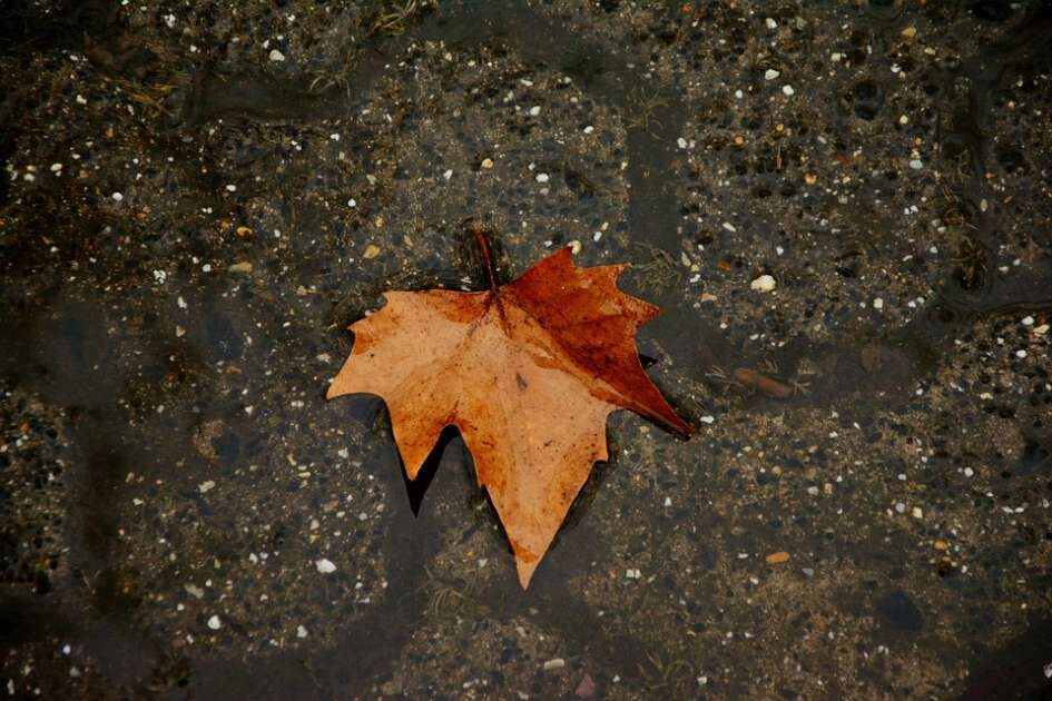 autumn-leaf-1974164_960_720-945x630-9577099
