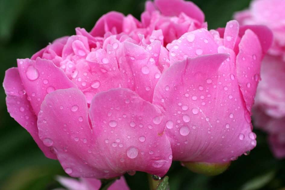 flower-3402782_960_720-945x630-6151053