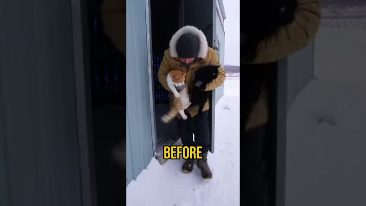 1774095299_maxresdefault-1146730-2587855-jpg