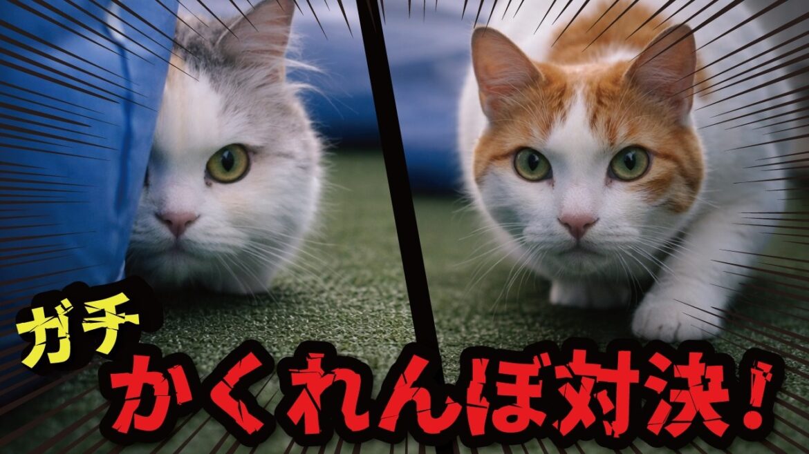 1776953117_maxresdefault-7842916-2453665-jpg